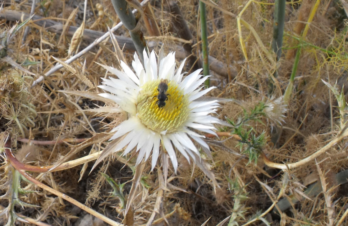 Apidae Halictinae, femmina